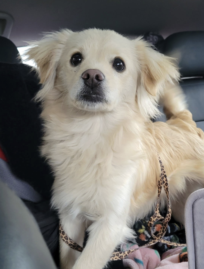 Carter Subaru tweet media