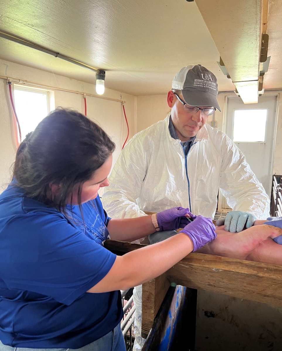 Arkansas Agricultural Experiment Station tweet media