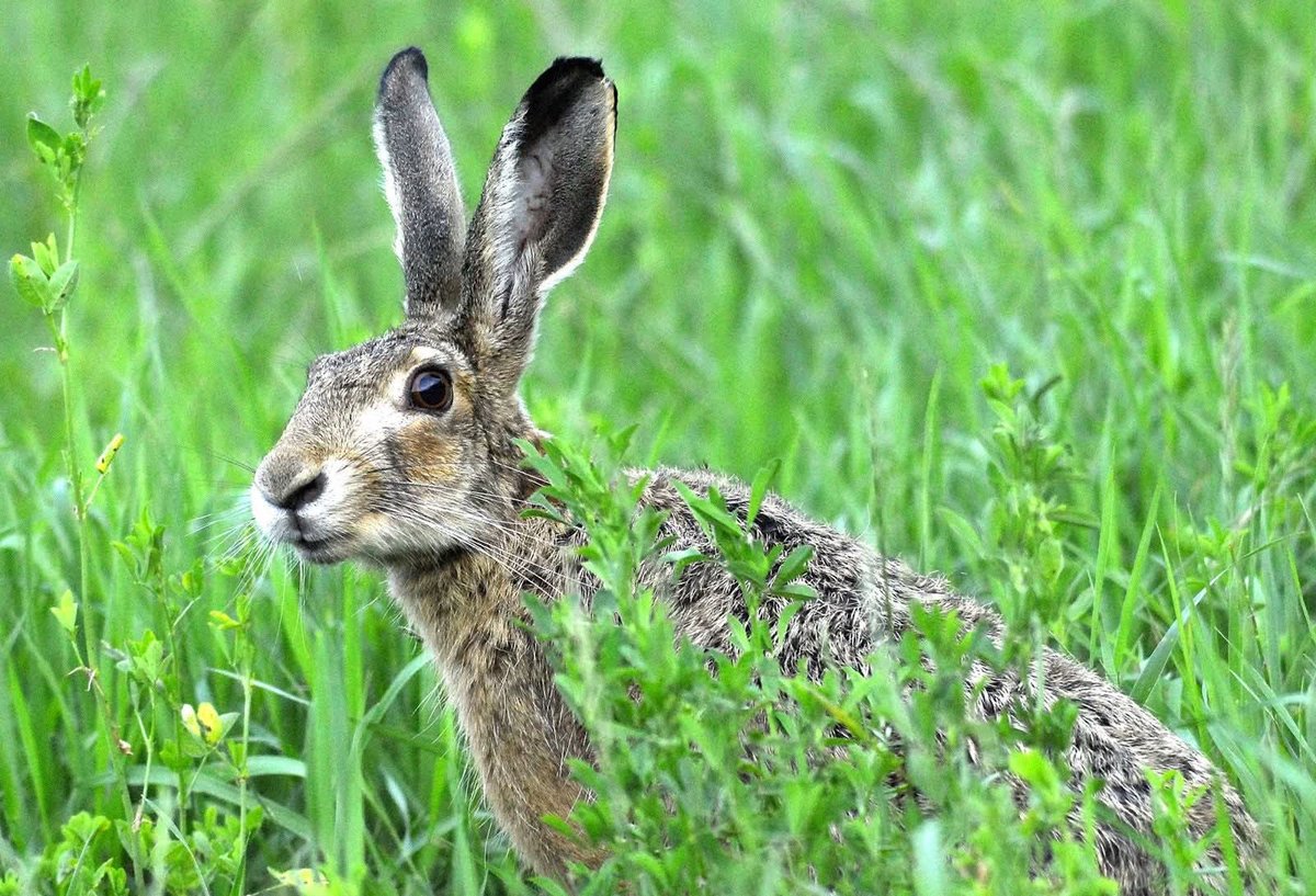 LANDECK_D's tweet photo. On World Wildlife Day, we celebrate 🌍Earth's extraordinary creatures. In 🇭🇺 #Hungary, European hares take the throne w more than 1.7 million game population. Let’s 🛡️protect endangered species and their habitats so that future generations can see them too! 🐰🌳#WorldWildlifeDay https://t.co/xYAqa8lJp0