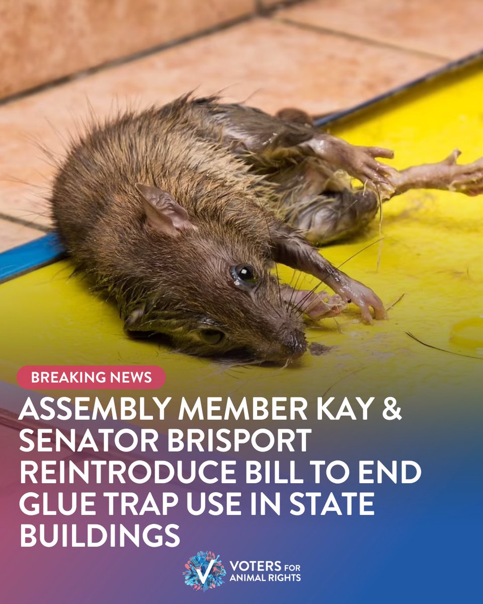 Voters For Animal Rights tweet media