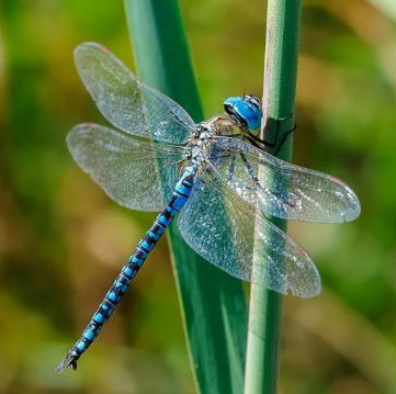 PBero's tweet photo. @Firepilot09 Dragonfly Bike https://t.co/BHHzhnDn0o