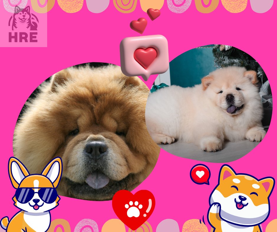 Mascotas Cachorros perros gatos Colombia club tweet media