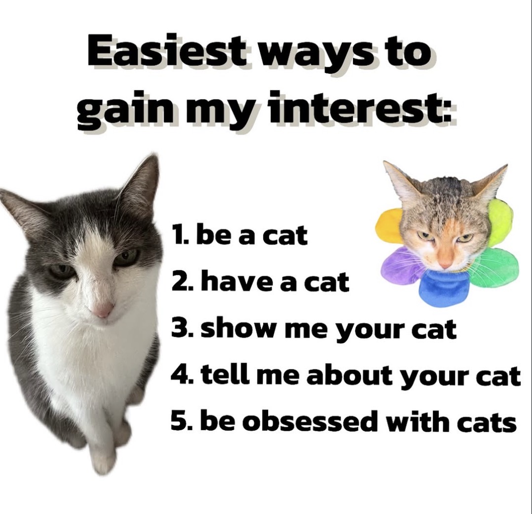 lined cats (@linedcats) on Twitter photo 