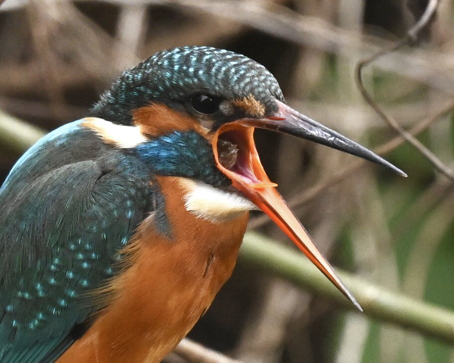 David Rouse 🍃💚🍃 tweet media