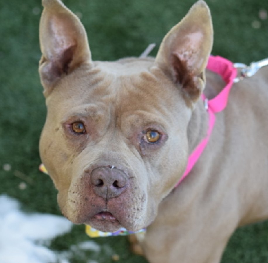 NMBewitched's tweet image. #WednesdayWorthy 
#AdoptionisaPassion  

Our #SeniorGent Tutor sits in the last cage on the #AdoptionFloor 
You must go thru a sea of dogs to get to him🔥

Yes, he is #Deaf but you would never know. 
This guy has it figured out. 
He watches for cues 
@deafdogsrock 

Tutor is a