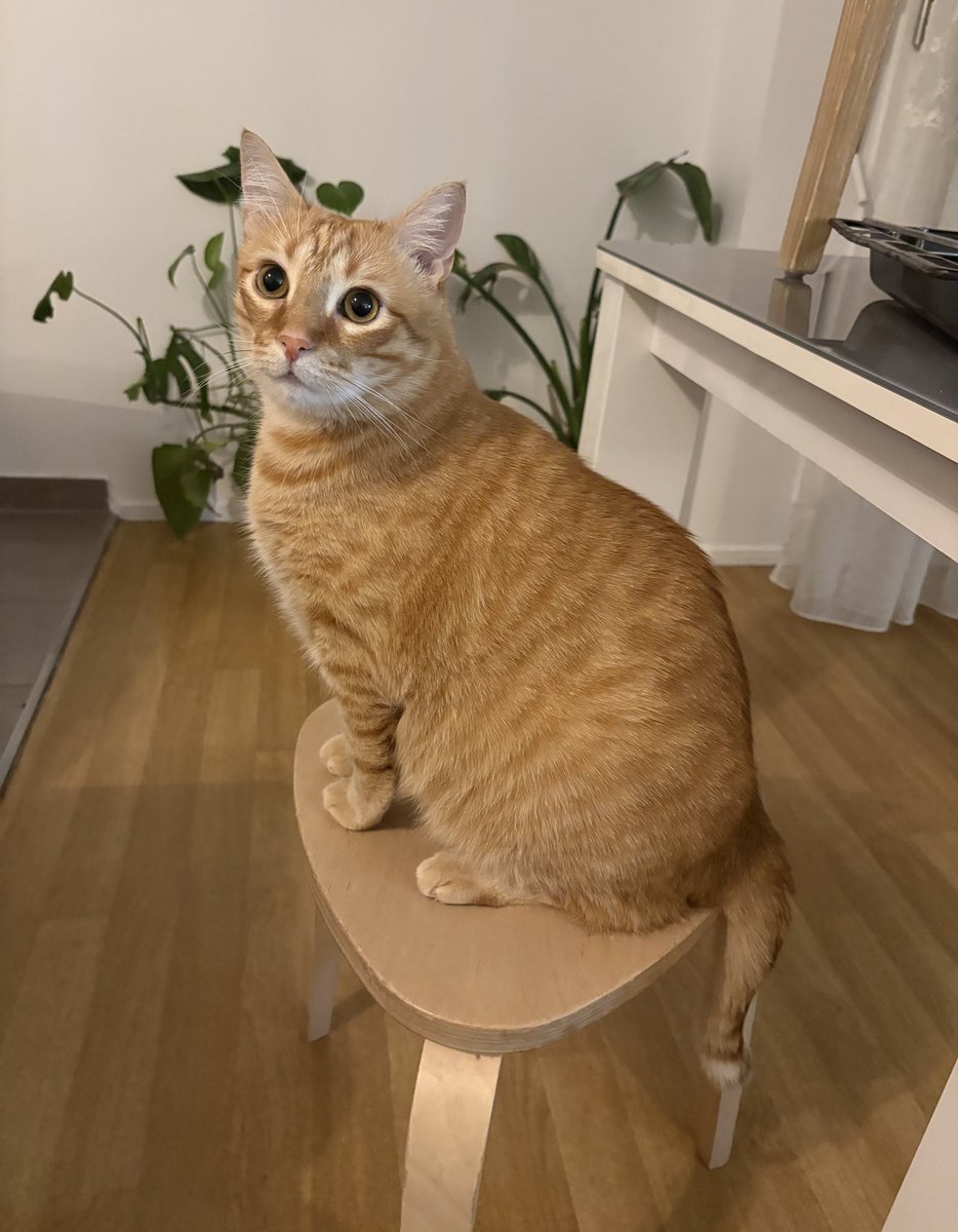 2020 VS 2026. mon lardon a toujours aimé les tabourets