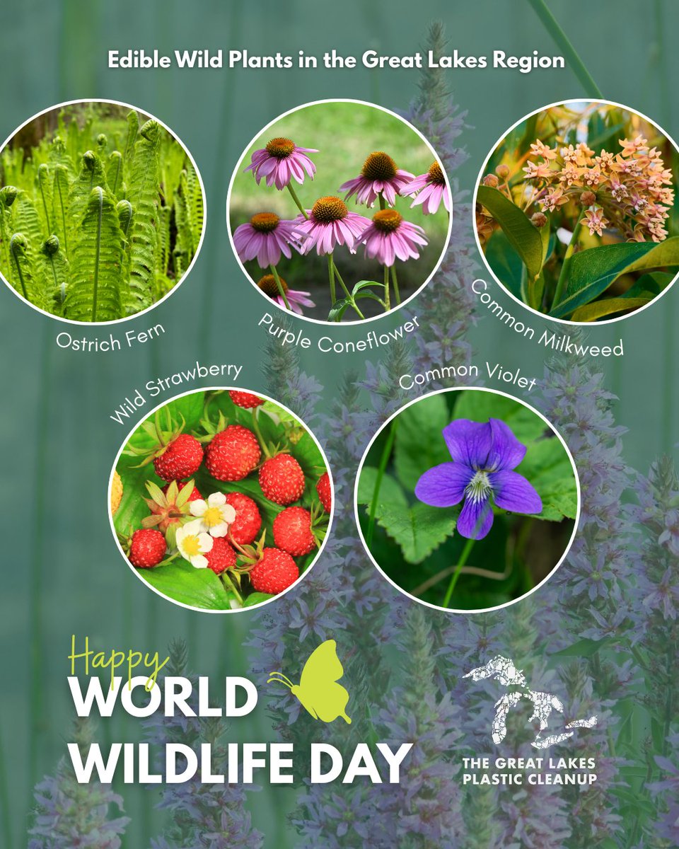 Great Lakes Plastic Cleanup tweet media