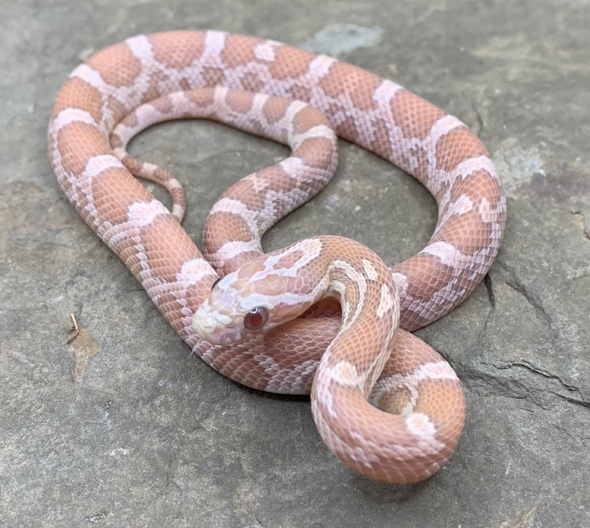 MorphMarket tweet media