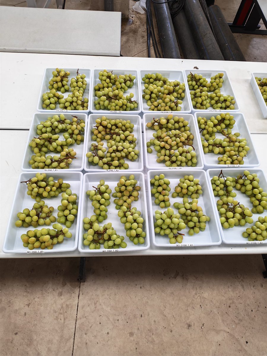 Starting with the trial about fungicide traces’ identification by hyperspectral imaging in grapes 🍇 <a href="/unirioja/">Universidad de La Rioja</a> <a href="/icvv_rioja/">Instituto de Ciencias de la Vid y del Vino (ICVV)</a> <a href="/AgEInves/">Agencia Estatal de Investigación</a>