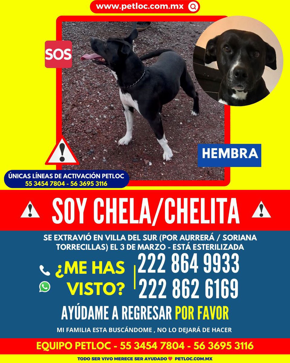 verolopez_10's tweet photo. RT infinito #Puebla Las familias de estos peludos están desesperados. #SeBuscan 
@sandra_ov @alvarez_armando @MonseNavedo @cuentaconmigo01 @Hechizero_38 @elineanoticias https://t.co/tENtmF0JVz