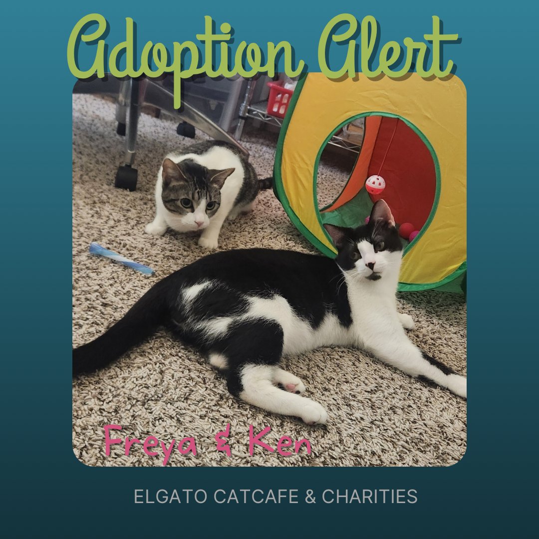Ken &amp; Freya are adoptions 1060 &amp; 1061❤️Their new Pawrents were looking for a pair. A lap kitty for mom &amp; playful kitty for dad. They found their perfect pair😻
Help make more adoptions possible by visiting us at elgatocoffeehouse.com/bookmeow or donating at elgatocharities.org/get-involved