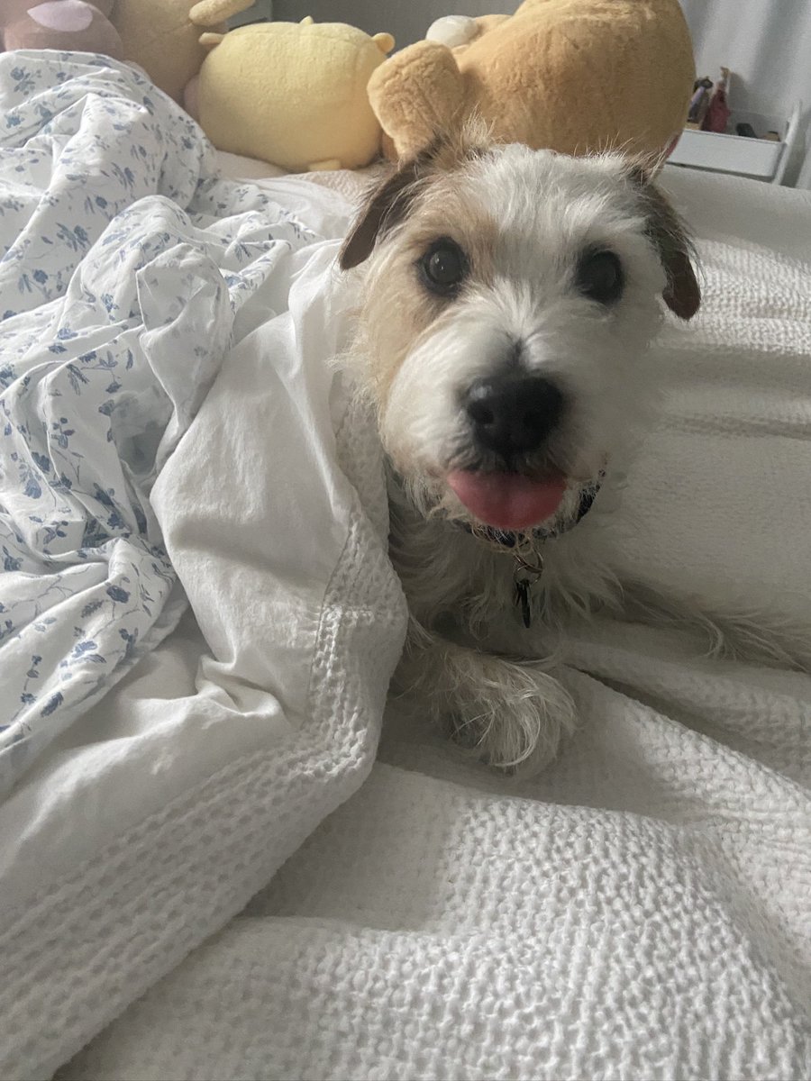 Bear the Witch 🐻🎨 VTuber tweet media