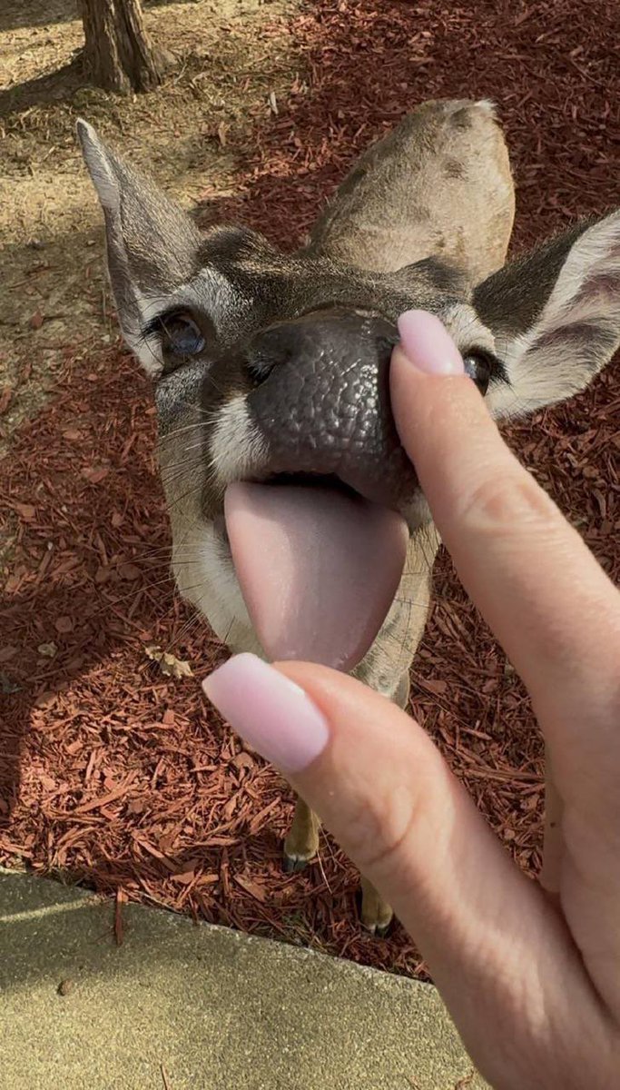 Lilac the Deerest 💜 tweet media