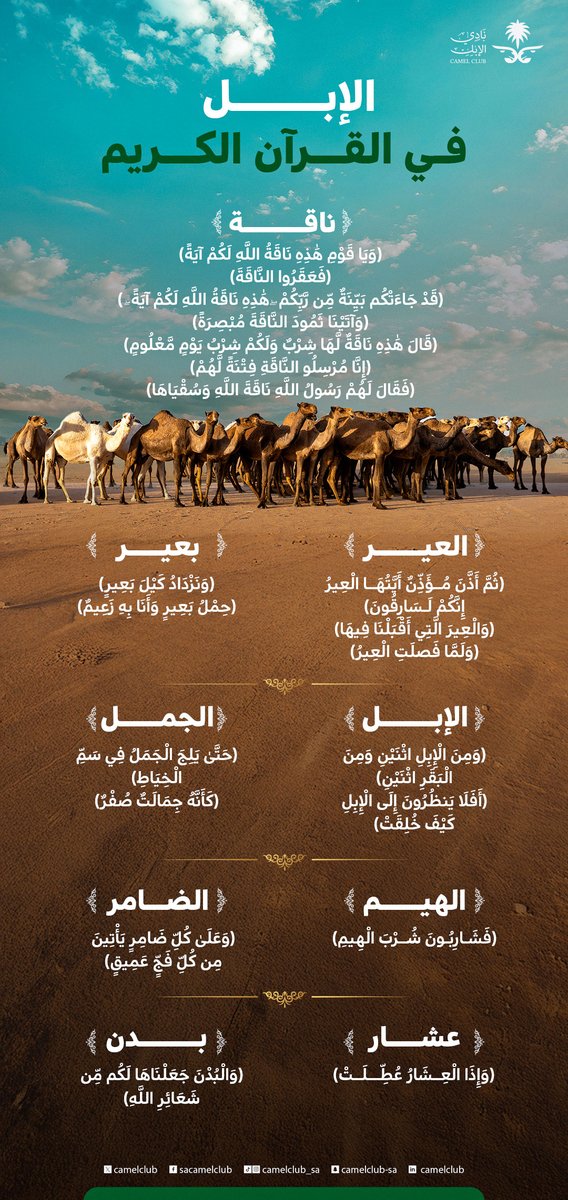 نادي الإبل tweet media