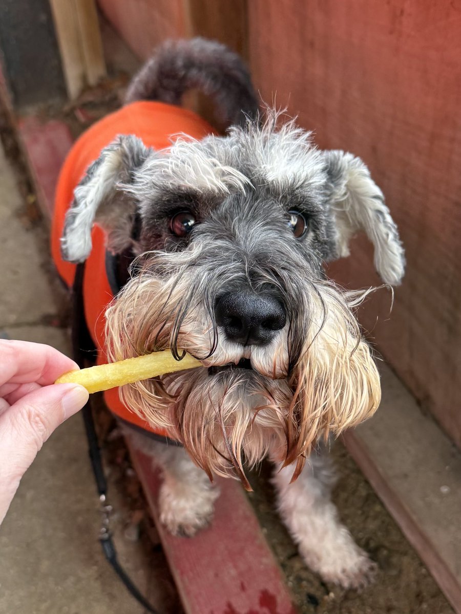 nonleaguedogs tweet media