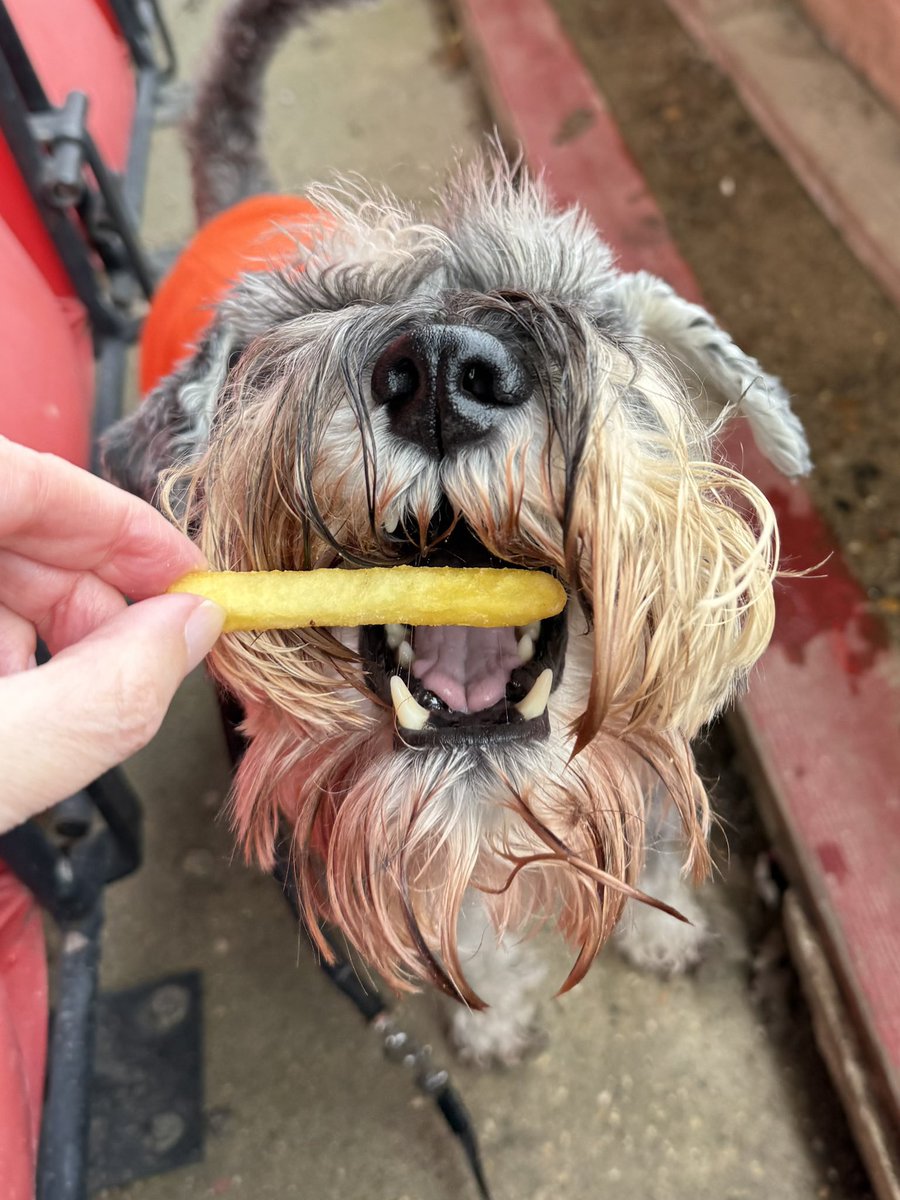 nonleaguedogs tweet media