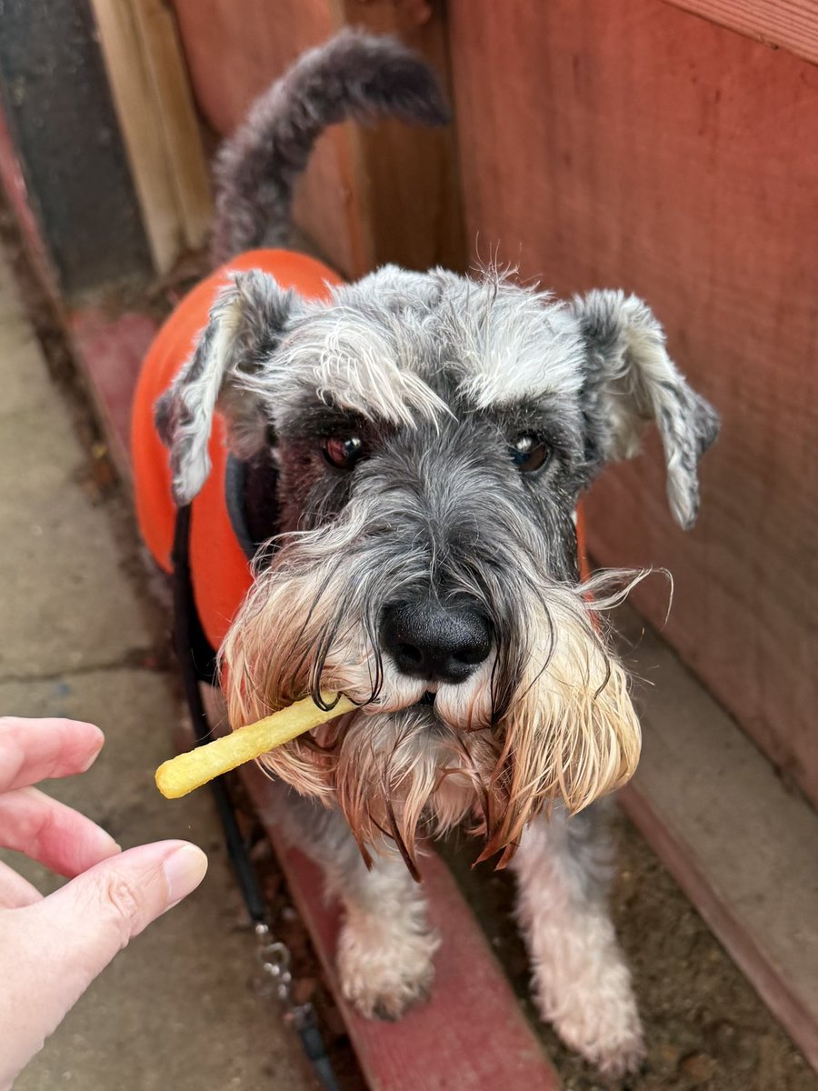 nonleaguedogs tweet media