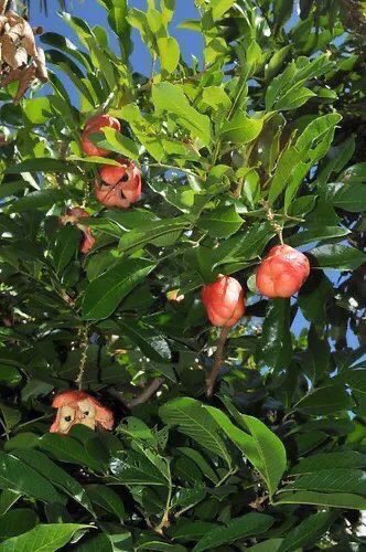 NY_amankwaa's tweet photo. I asked my great grand mum that granny how were you washing your clothes with detergents in the early 80’s and 90’s.
She said “my grandson follow me”.

She took me to our farm and showed me a plant 👇

🍀in the olden days when there was no man-made soaps,That’s Ackee plant, Blighia sapida from the plant family Sapindaceae (soapberry). The name “Soap” was driven from its soaping ability. 
Just cut the fruit shell into small parts and whisk in water. It will lather than your favorite washing powder. It can wash large amounts of soap with some nice smell. It kills the germs because of it’s  potent antimicrobial or antibacterial activity. 

🍀interestingly, some of the villagers still use it till now most especially because it’s cost efficient.

African Traditional knowledge and herbalism needs to be preserved. It’s my and our core mandate 🙏❤️