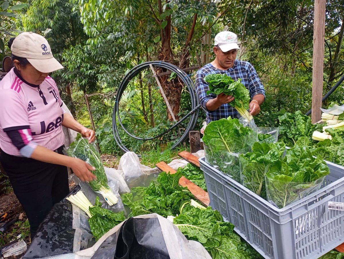 #Loja | En las parroquias de Chantaco y Carigán,  se brinda acompañamiento al proceso postcosecha de acelga y lechuga, de los productores que son proveedores de cadenas de supermercados, con una comercialización de 3000 atados de acelga y 6000 lechugas mensuales.
#ElNuevoEcuador