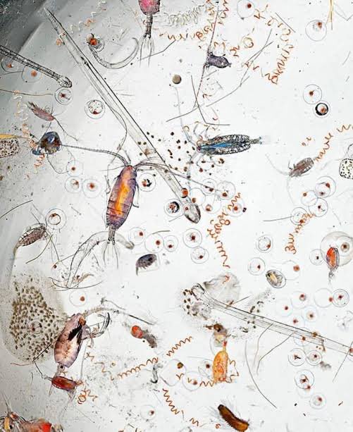 Alexis Chacón tweet media