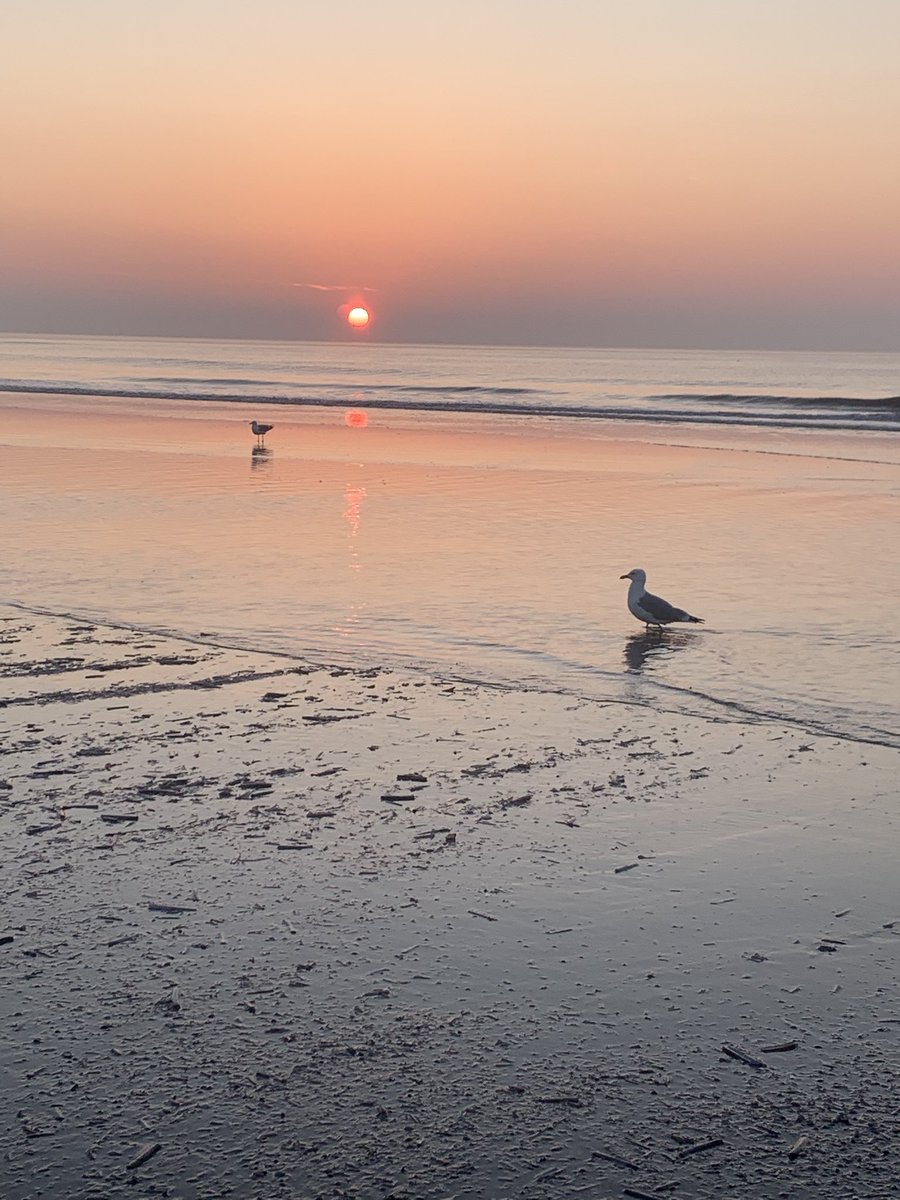 Marcella 🦋 tweet media