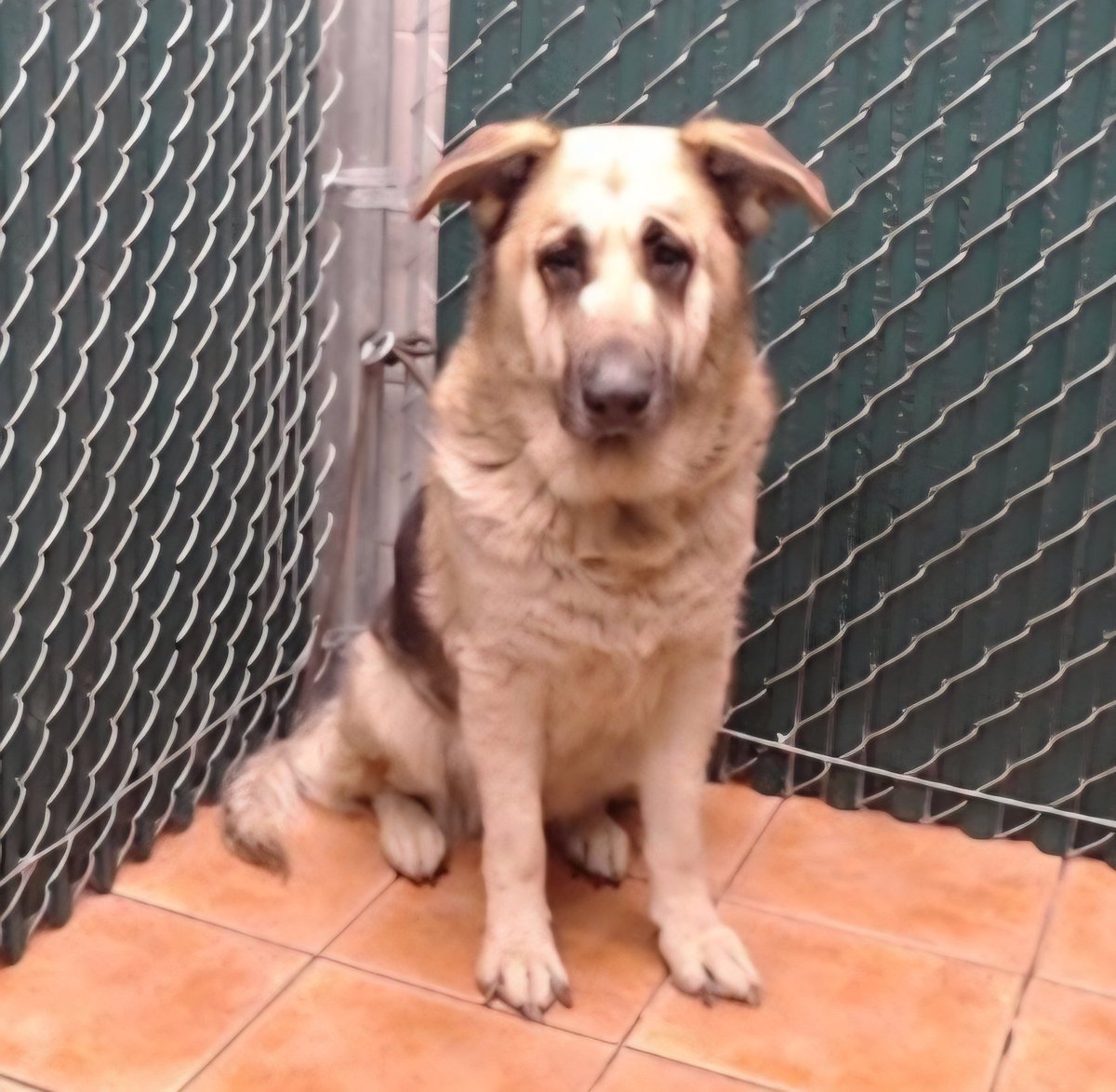 Maple 🐕 🎹 🎸 💙 tweet media