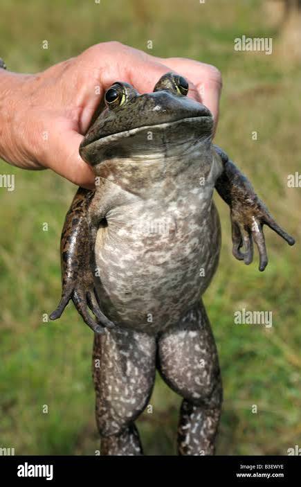 kanelkai's tweet photo. @DracoDraco20000 @thetrueshelby Nah, it's a bullfrog https://t.co/LC0zJ9Fpkr