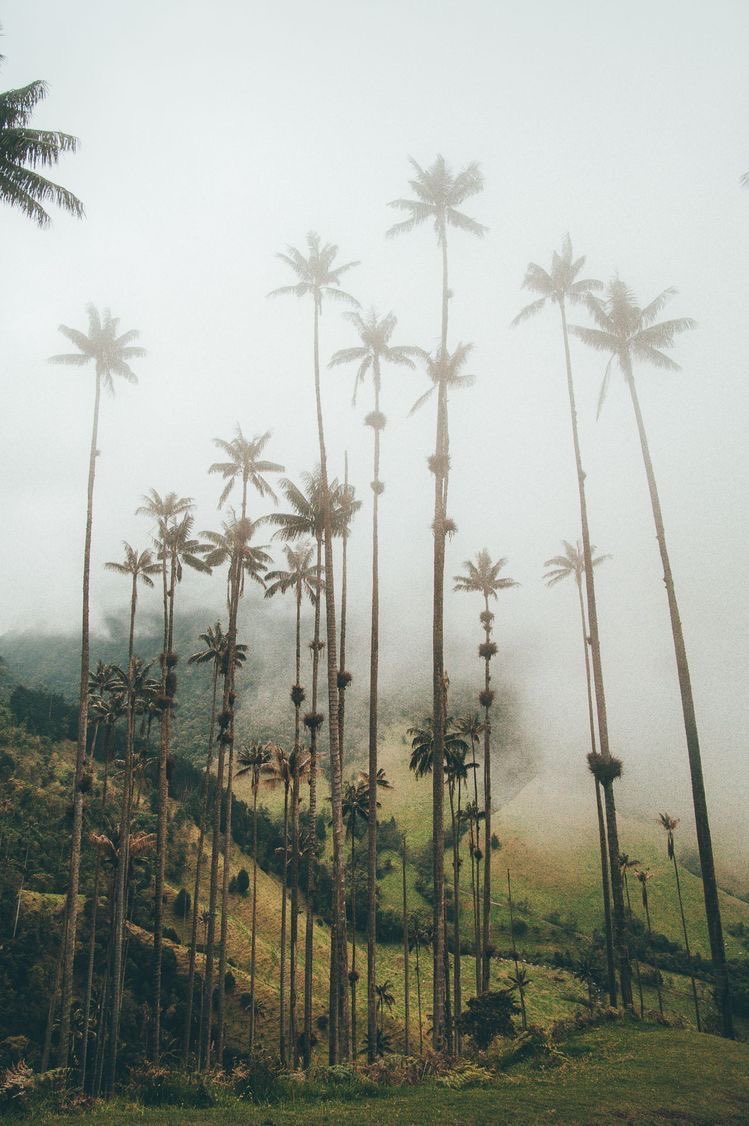 vistaaura222's tweet photo. Cocora Valley, Colombia https://t.co/MUyAK0zVgg
