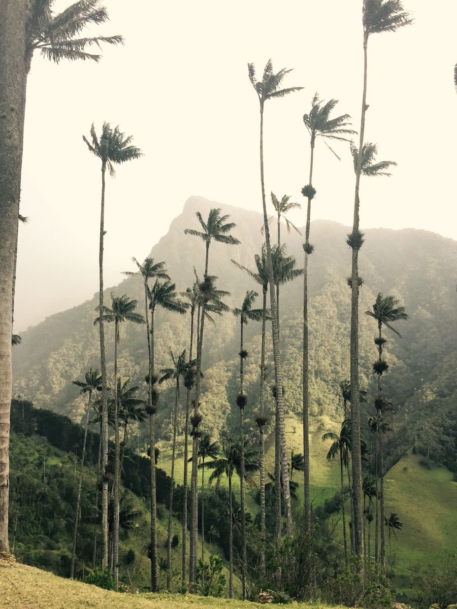 Cocora Valley, Colombia