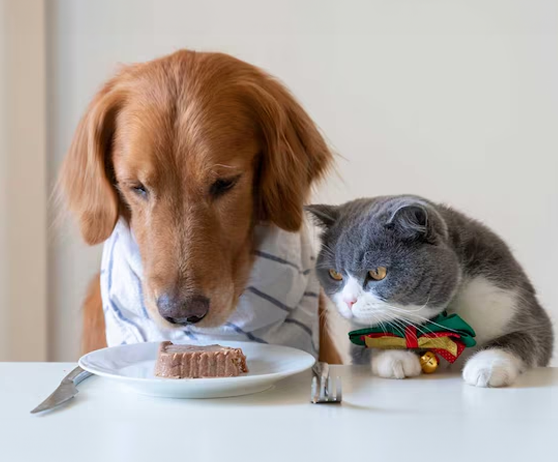 vetselection's tweet photo. ¿Tu perro/gato necesita una dieta por algún problema de salud?  Encuentra su alimentación ideal al mejor precio y filtra según sus necesidades (pérdida de peso, articulaciones, problemas dermatológicos, renales, etc.)

🐶 https://t.co/RXDaBb8JGy
🐱 https://t.co/PYT82UH5ED https://t.co/SONIkOq7kA