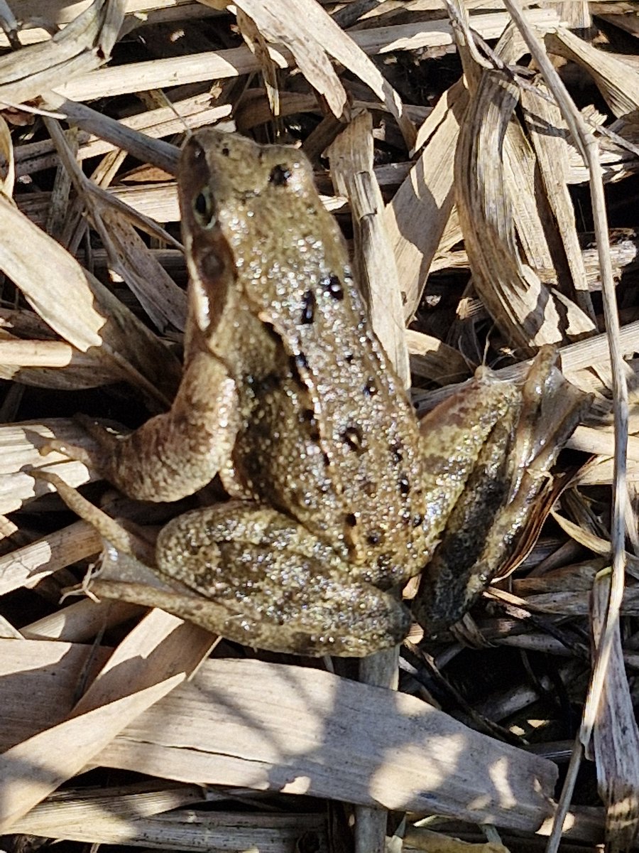 Henk J. Jager tweet media