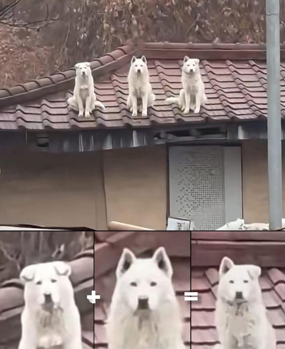 Animalitos en aprietos. tweet media