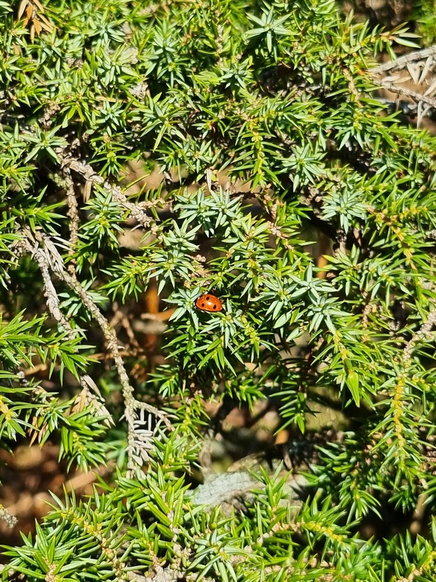 Restoring Hardknott Forest tweet media