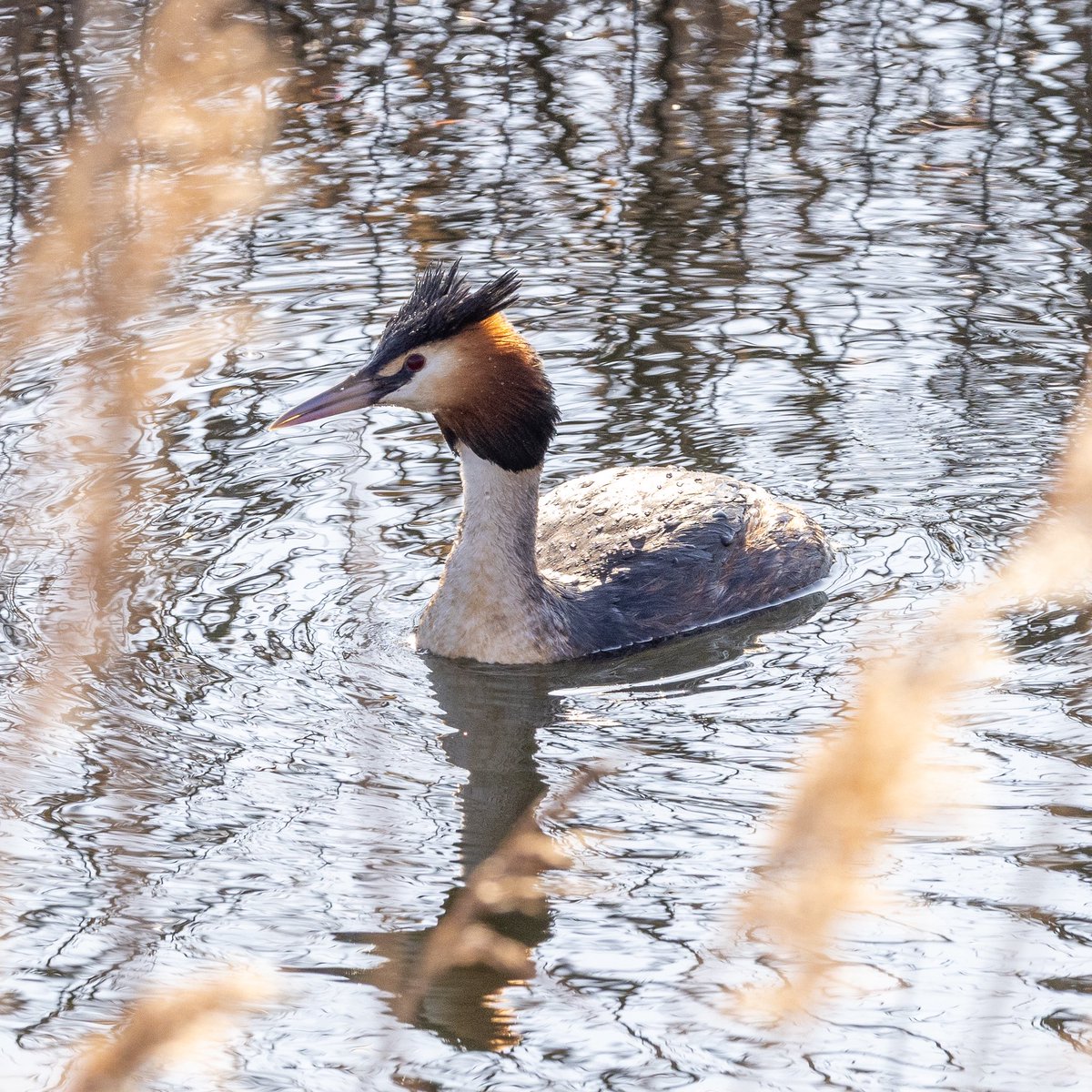 Beautiful light at St Aidan’s reserve <a href="/serudd1960/">Susan Rudd</a> <a href="/FrostlynneLynn/">Lynne Frost</a> <a href="/iandt53/">Ian Thomson</a> <a href="/5Naureen/">Naureen Khalid</a> <a href="/987nattrass/">Andy Nattrass</a> <a href="/ShiresGirl/">Karen Weston 💙</a> <a href="/Theresauno/">Tee Green</a>