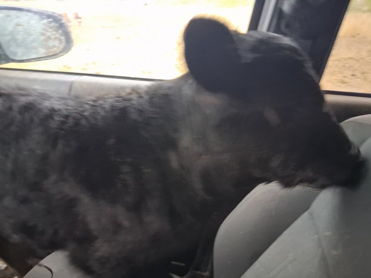 TheDailyCowman's tweet image. My favorite thing NOT

An 8 legged headache aka twins

Hopefully not a precursor to needing a graft calf

At least he hasn't shit inside my pickup yet

Time for us both to find a bottle

#RanchLife