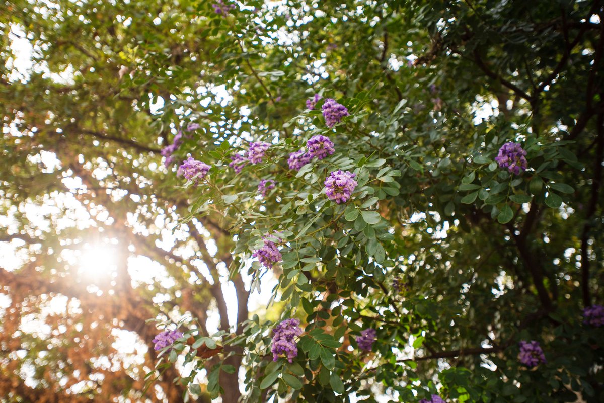 Texas State University Round Rock tweet media