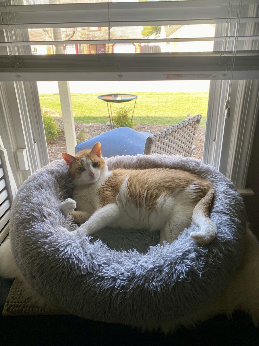moomanandme's tweet photo. My human was able to open a window and get some fresh air. You can feel spring is in the air and Iโm happy! Enjoy your day friends! โ๏ธ๐ธ #CatsOfTwitter #readyforspring https://t.co/qF9iht5ueA