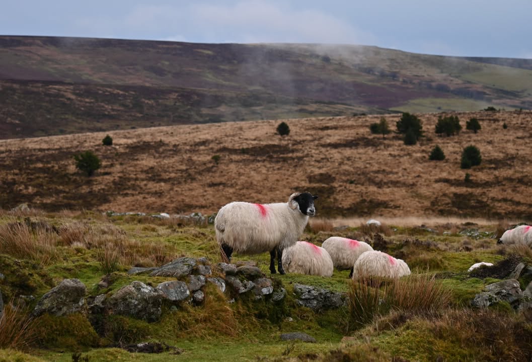 Dartmoor National Park tweet media