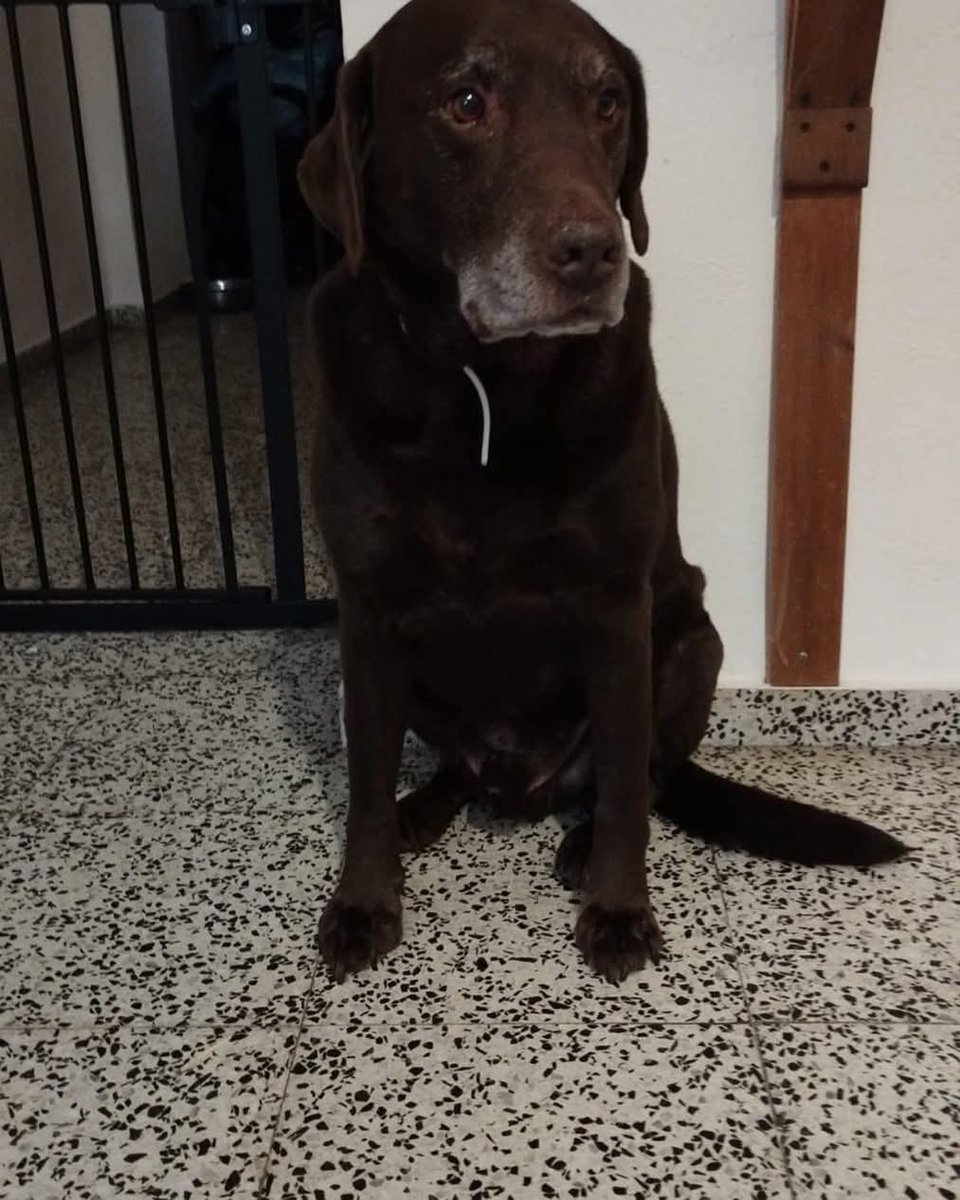 Con once años se deshacen de él 😭
Podéis imaginar la vida que le han dado? Solo quiero que por un momento mires sus ojos y lo sabréis 💔
No sé exactamente dónde está, pero es por el sur
COPIO :

🆘🆘🆘🆘🆘🆘🆘

Disculpadme la molestia pero me ayudáis a difundir?
Labrador