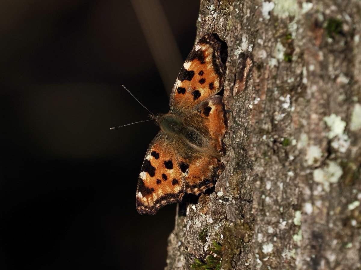 Rob Rackliffe tweet media