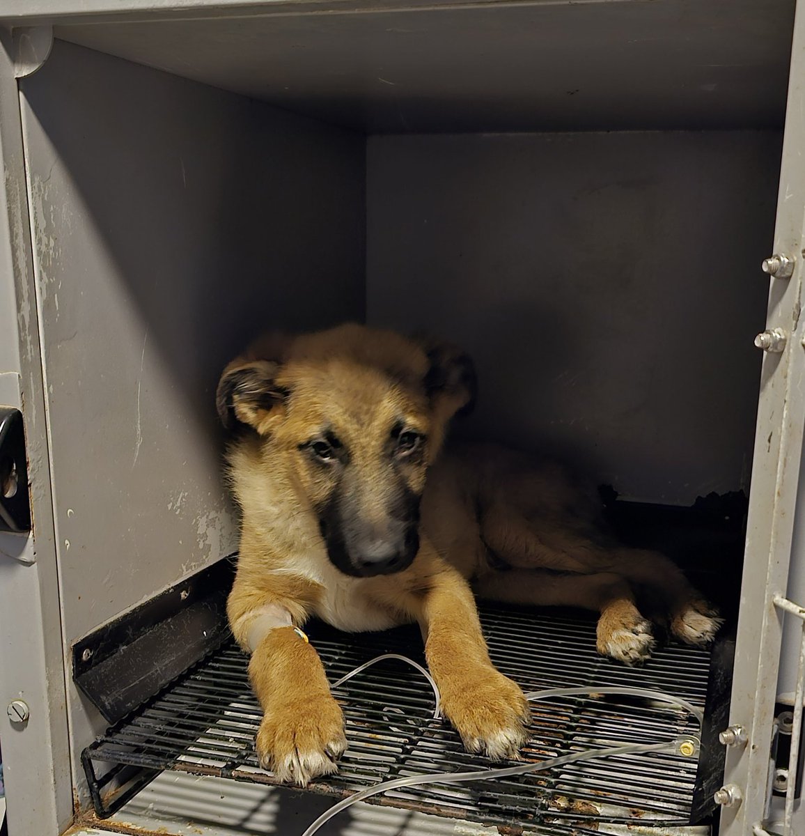 Por favor chicos no me dejen sola con este bebe con parvovirus🥺les pido ayuda para pagar su hospitalización, ya que se debo mucho en la veterinaria😔no puedo seguir ayudando sin ayuda de ustedes😭💔 por favor les pido ayuda🥺
Solange Palacios
Banco estado
Cuenta rut
17376209-7