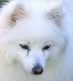 Dino (dogdaysinitaly) and Mia tweet media