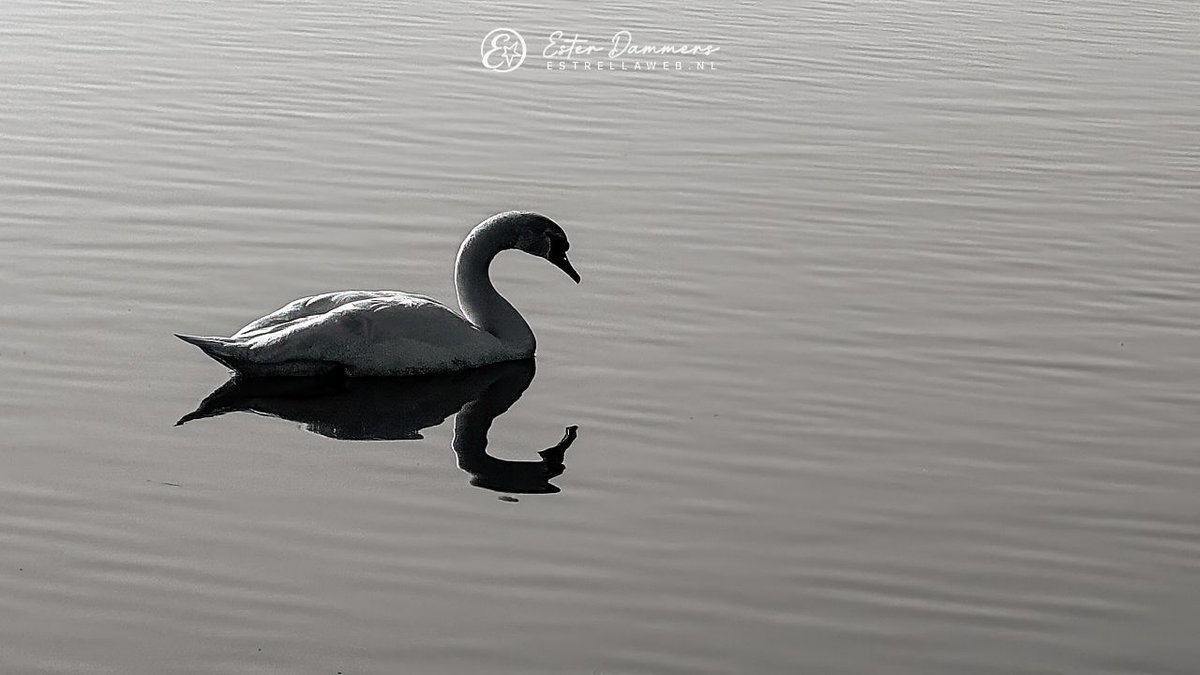 Deze #zwaan zwom zomaar in z'n eentje rond.