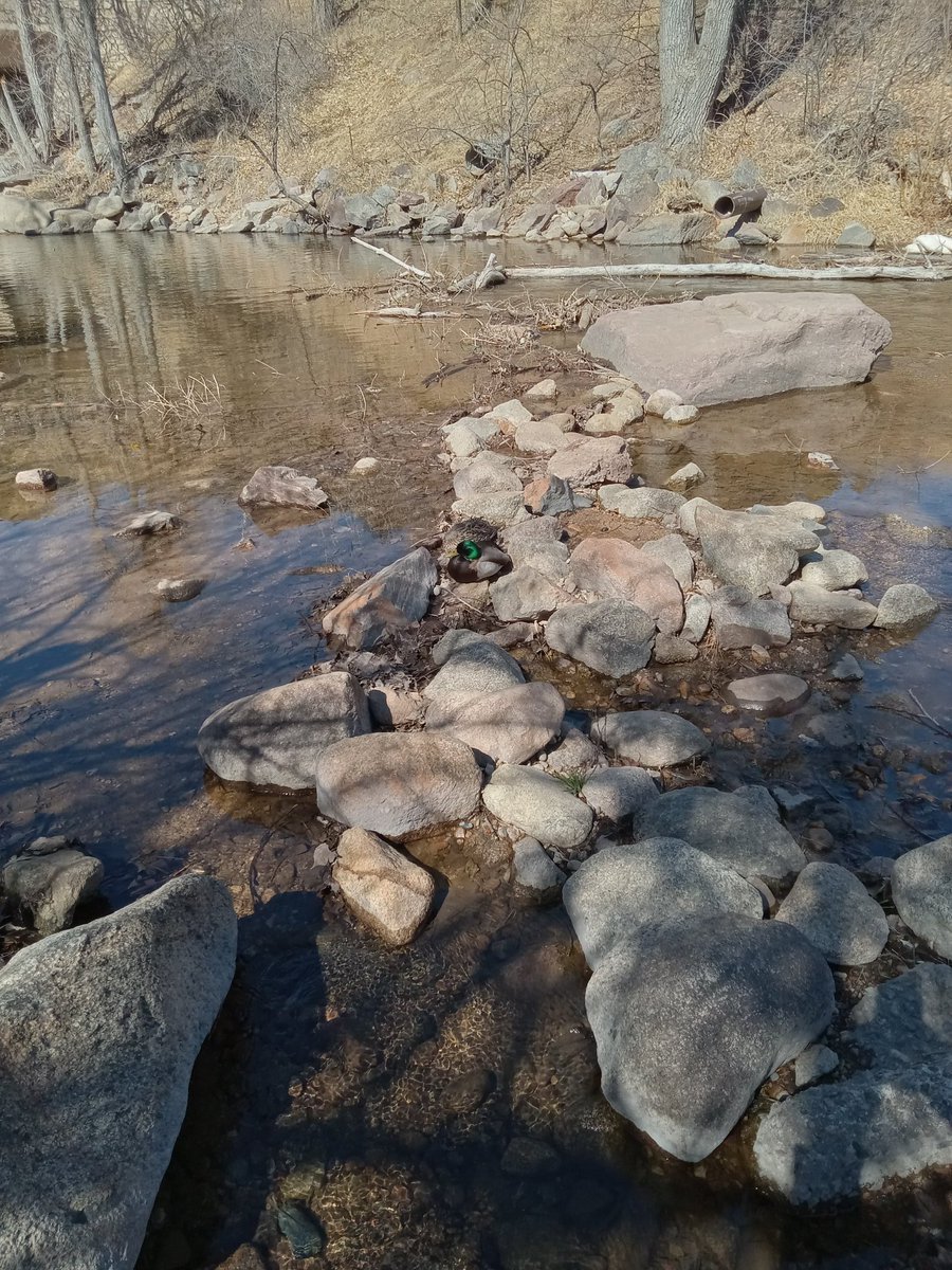 Cedar Rain tweet media