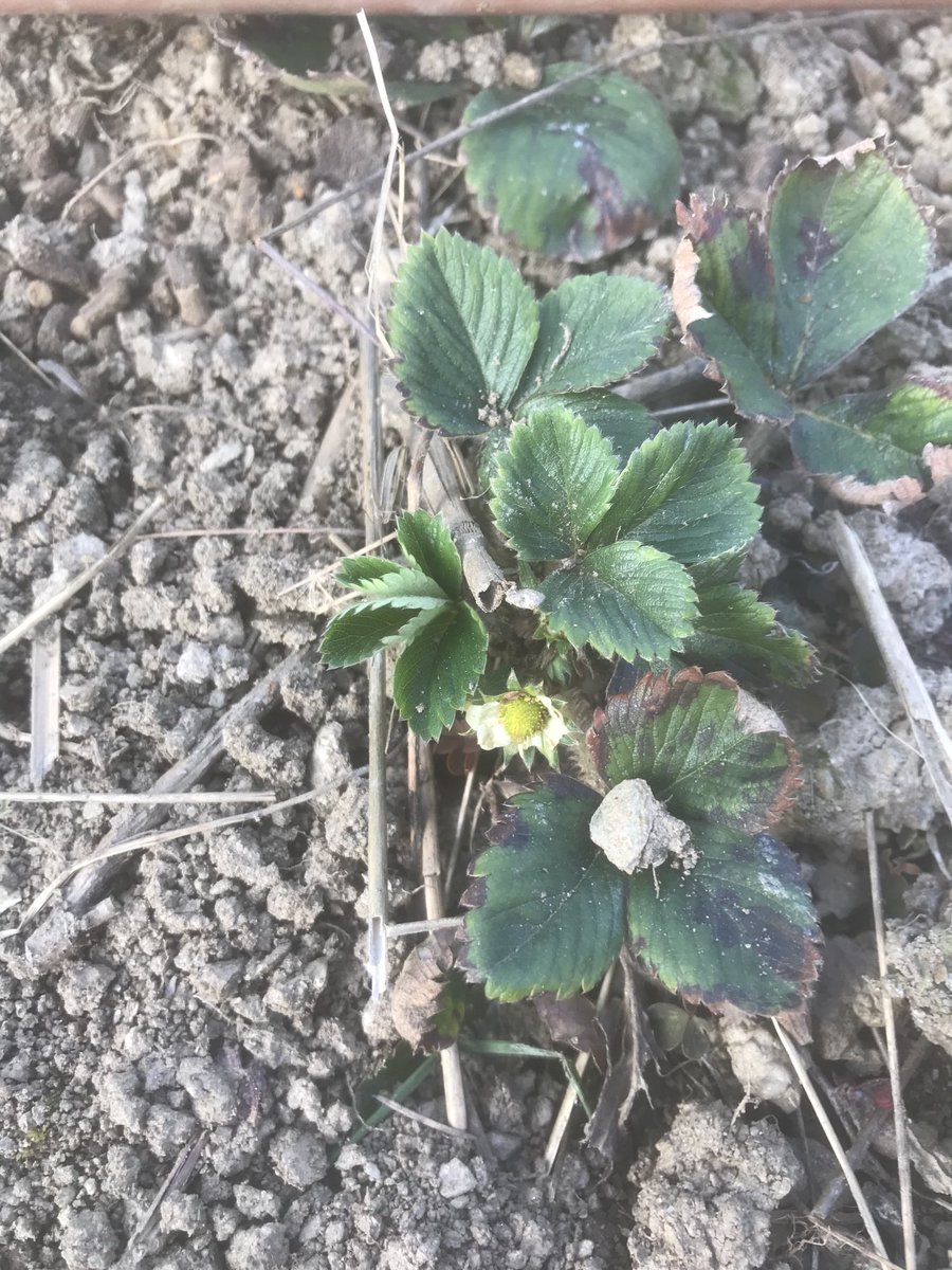 Maxime Combes tweet media