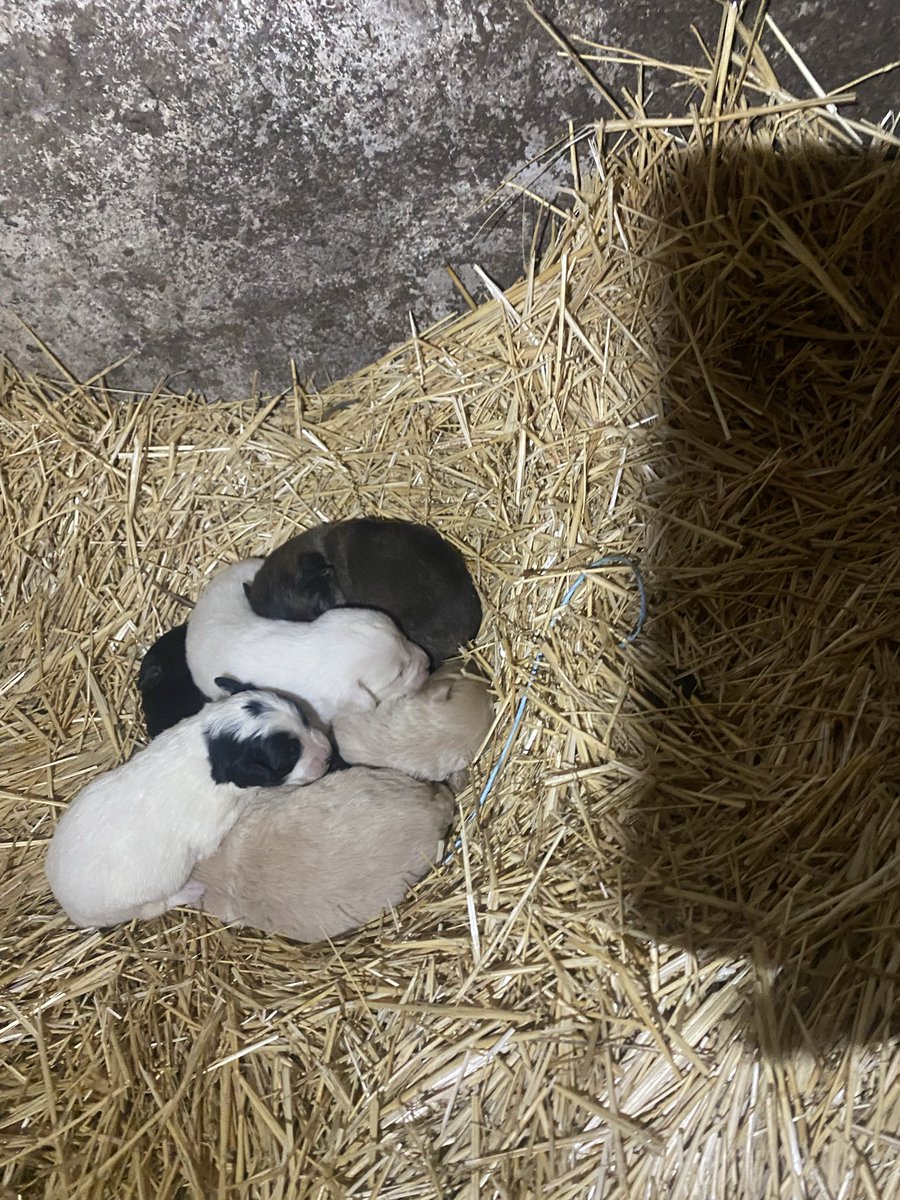 пан Мурзік 2.0 tweet media