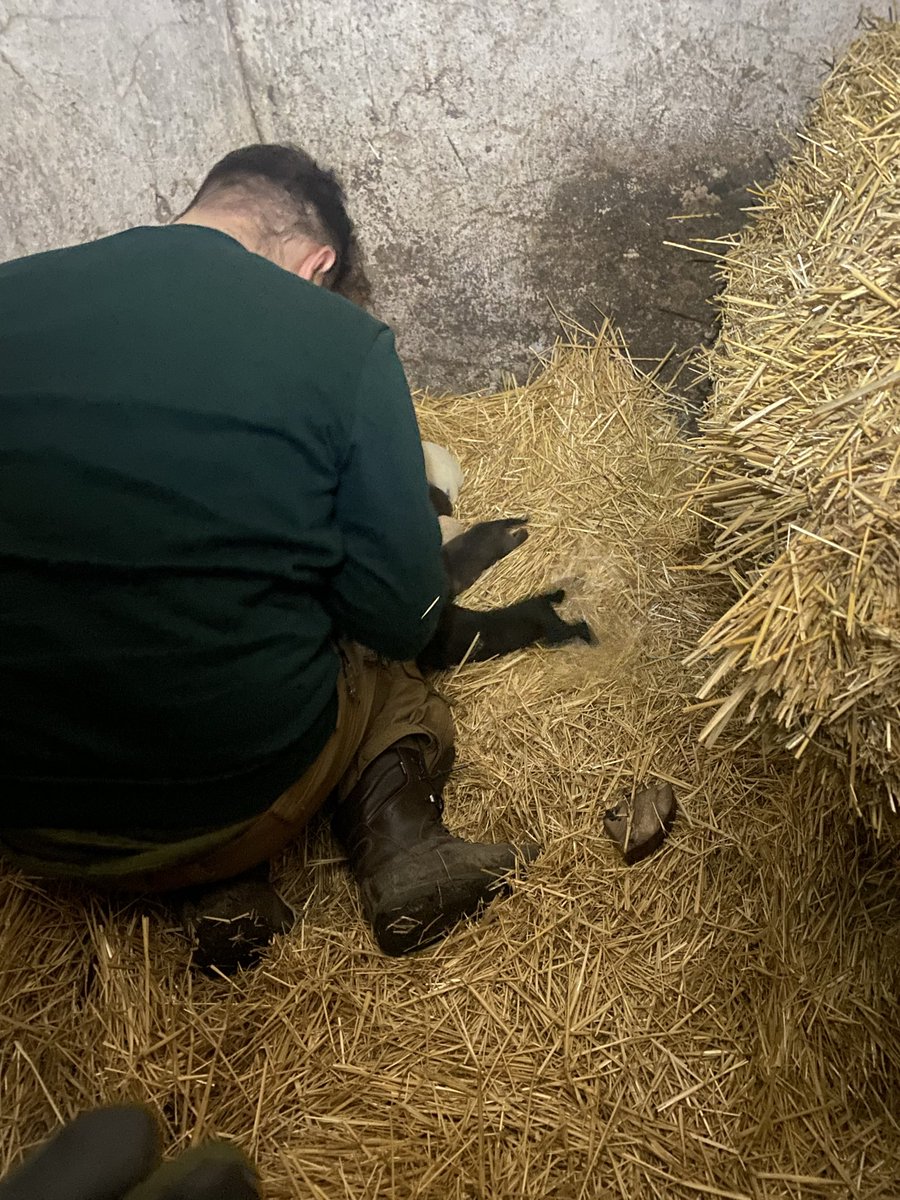 пан Мурзік 2.0 tweet media