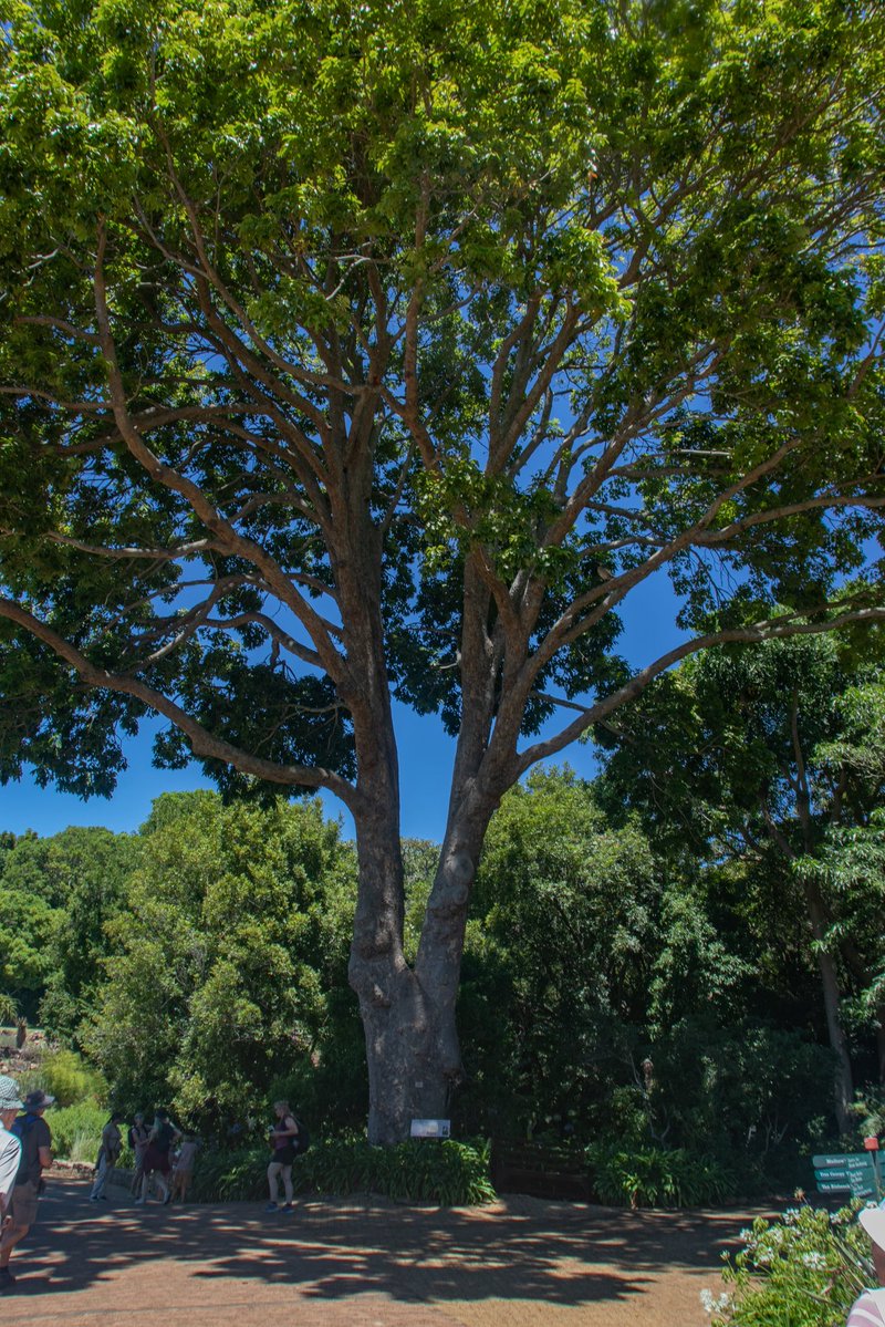 Cape Town Big 6 tweet media