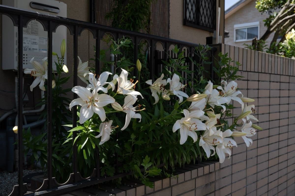 A little house, lilies by the entrance, and peace inside.