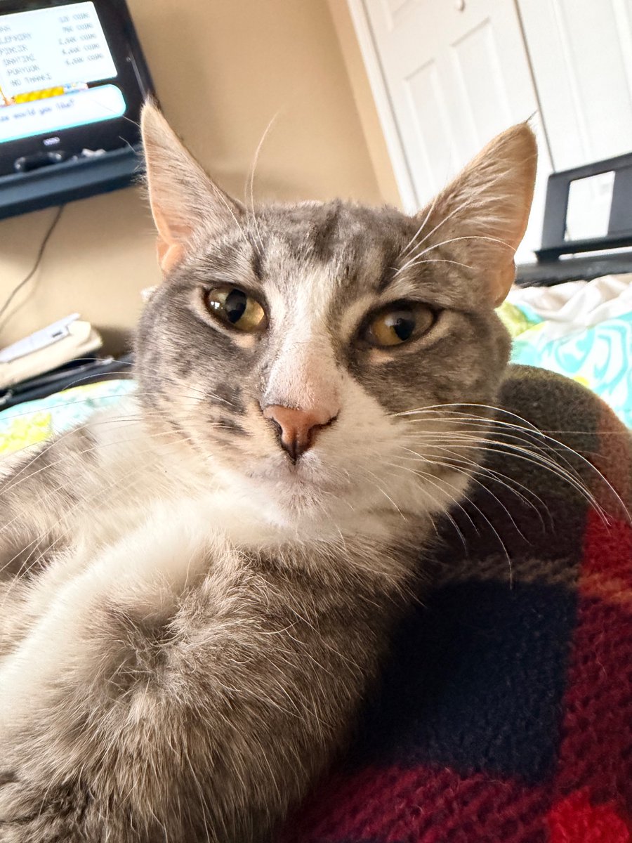 yepmultii's tweet photo. My precious chud daughter https://t.co/ri7Si1AqCX
